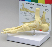 Foot / Ankle Model Pharmaceutical and Anatomical Model Gifts